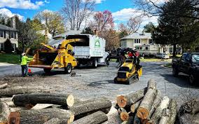 Reliable Talty, TX Tree Services Solutions