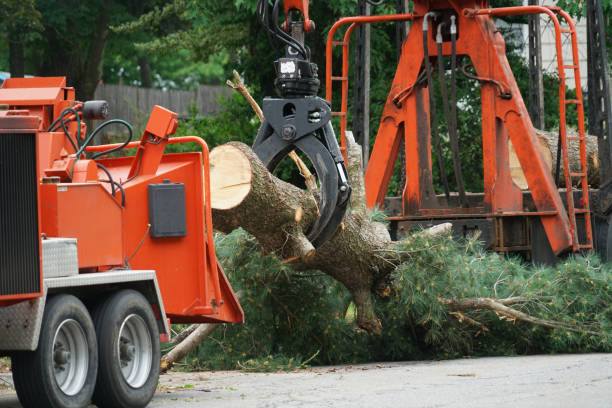 How Our Tree Care Process Works  in  Talty, TX