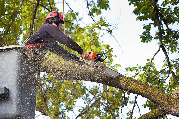 Lawn Pest Prevention in Talty, TX